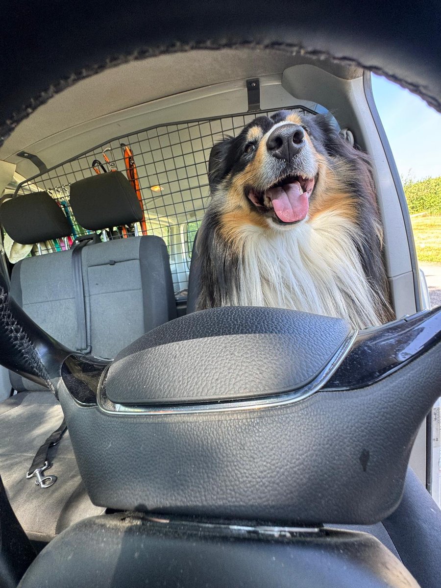 Ein Hund geniesst entspannt die Fahrt vorne im Schnüffelstube-Bus