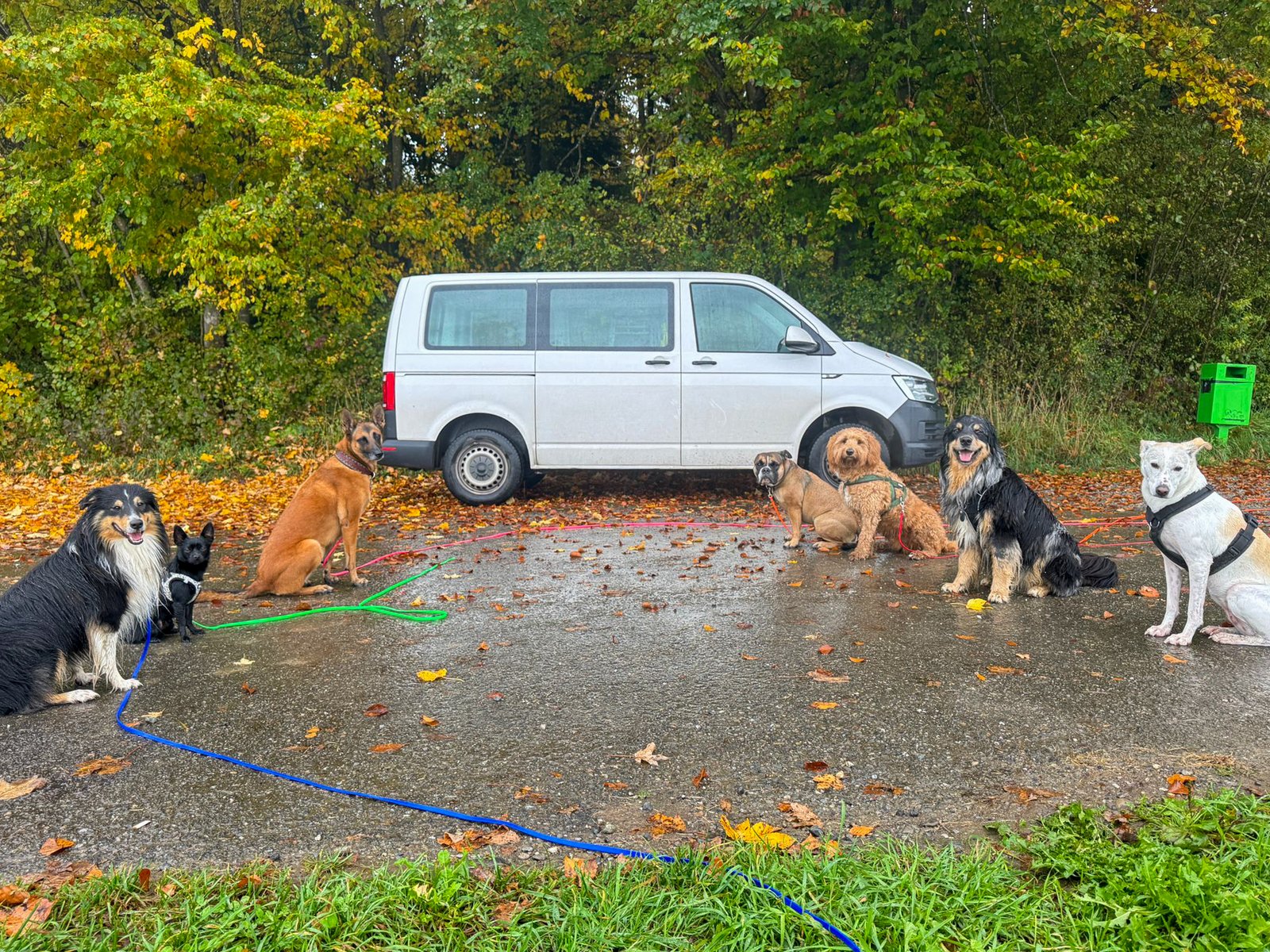 Der Schnüffelstube-Bus im Herbstwald – das ganze Rudel wartet gemeinsam nach dem Spaziergang