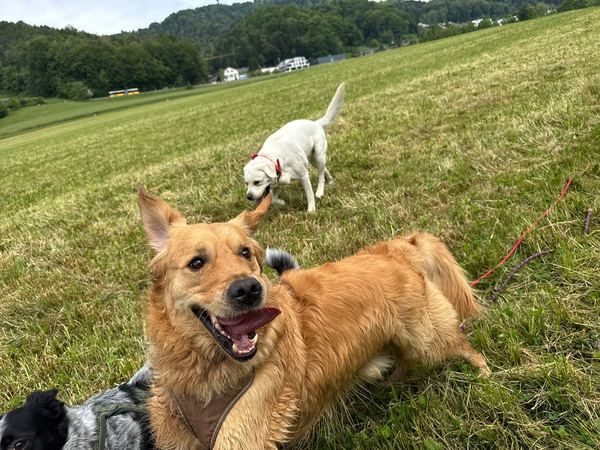 Zwei Hunde toben auf der Sommerwiese