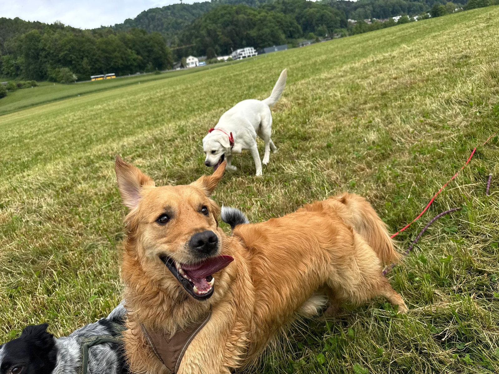 Fröhlicher Hund auf der Wiese