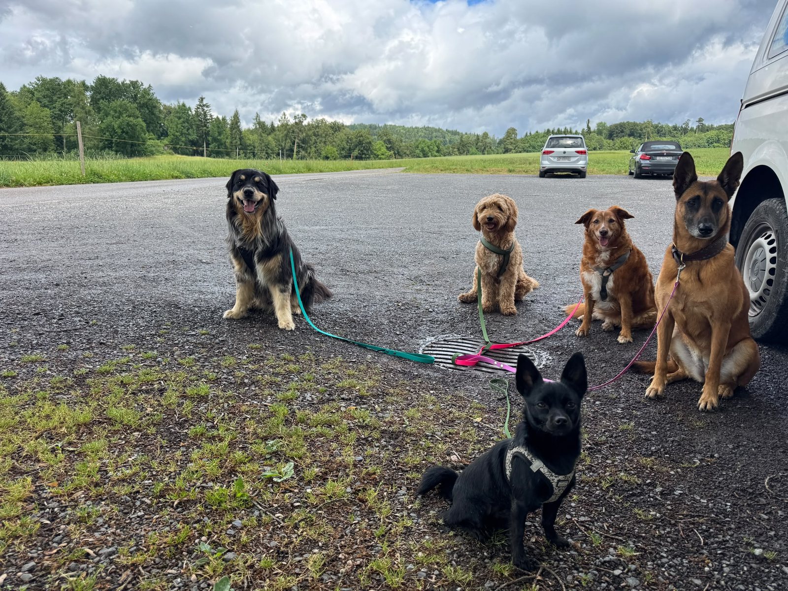 Hunde warten auf die Abfahrt
