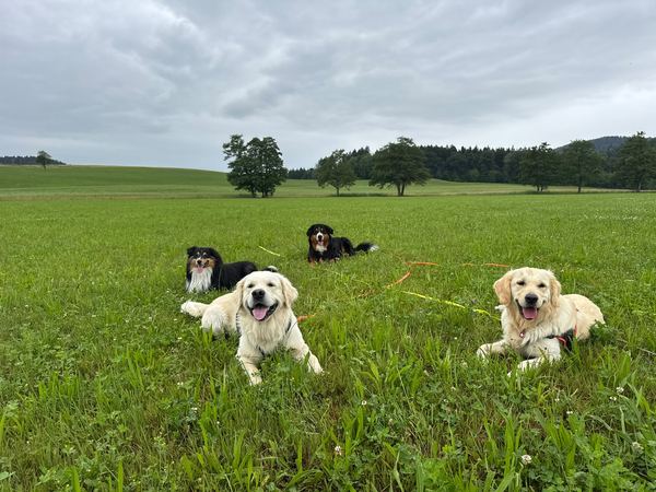 Vier Hunde liegen entspannt im Feld
