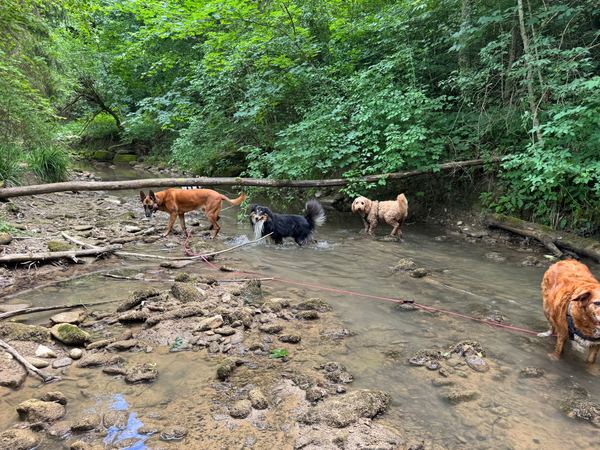 Zwei Hunde rennen über die Wiese