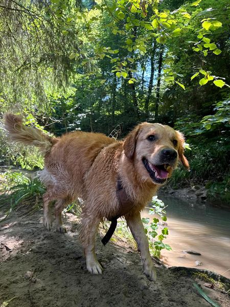 Golden Retriever am Bachufer