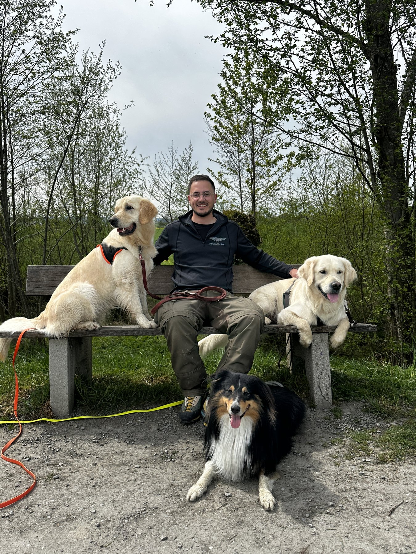 Loris mit zwei Golden Retrievern