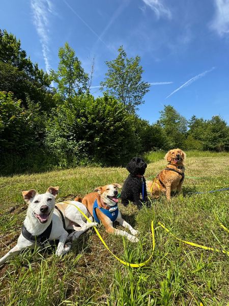 Vier Hunde entspannen auf der Sommerwiese