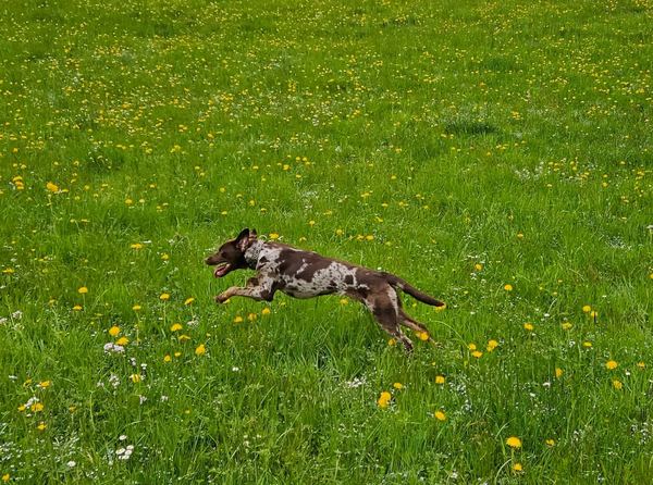 Hund rennt fröhlich über eine Blumenwiese