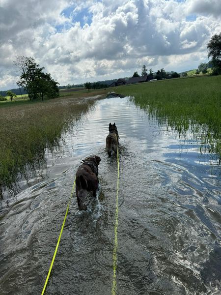 Hund watet durchs überflutete Feld