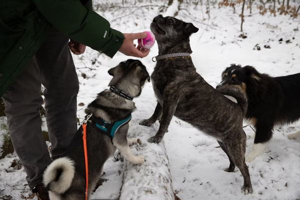 Hunde im Alltag der Schnüffelstube