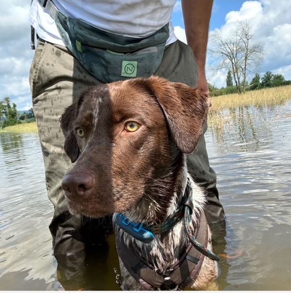 Hund beim Training am Wasser