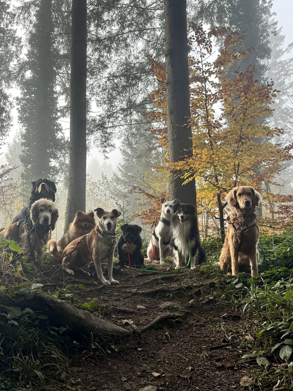 Das Rudel im herbstlichen Wald