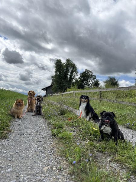 Fünf Hunde am Feldweg unter Wolkenhimmel