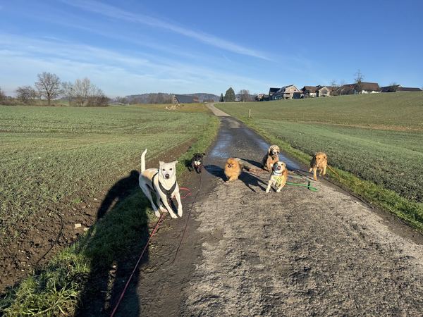 Sechs Hunde sitzen am Feldweg