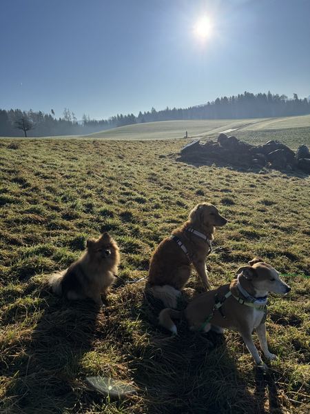 Drei Hunde auf der Winterwiese mit Panorama